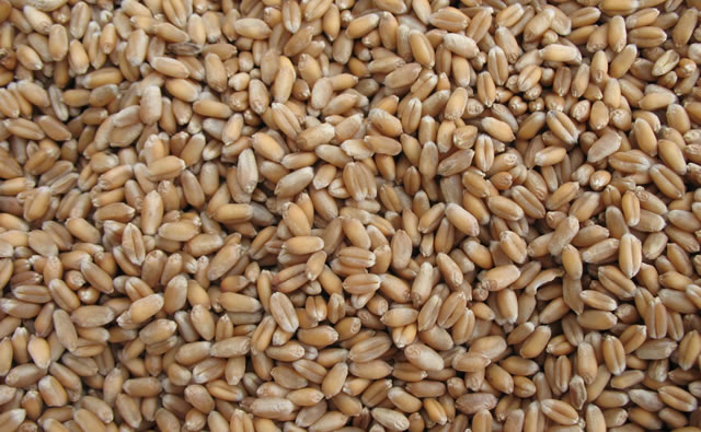 { __('Rye') }}